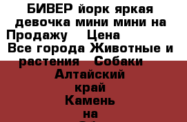 БИВЕР йорк яркая девочка мини мини на Продажу! › Цена ­ 45 000 - Все города Животные и растения » Собаки   . Алтайский край,Камень-на-Оби г.